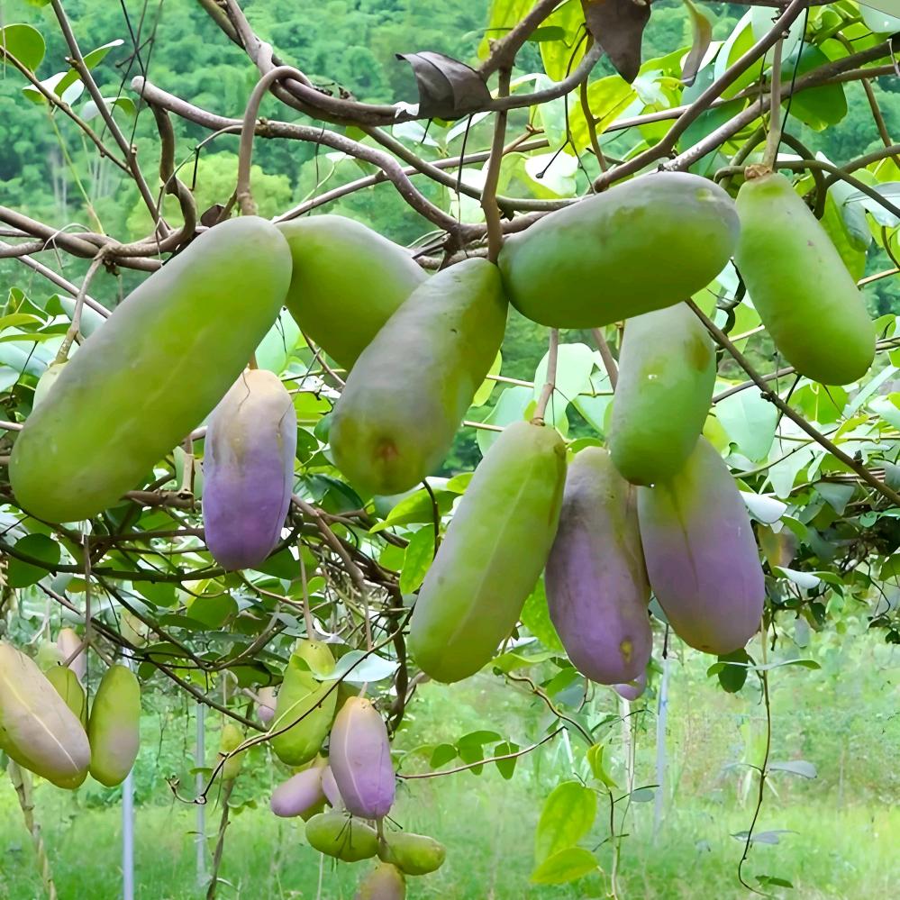 优果源苗圃基地