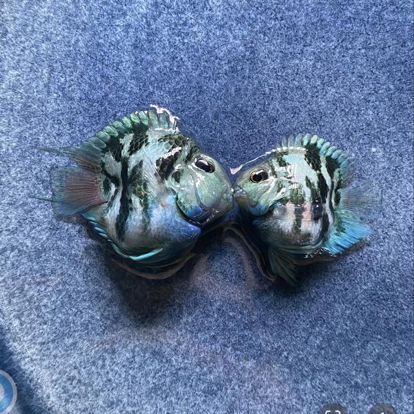 流年迷你鹦鹉鱼