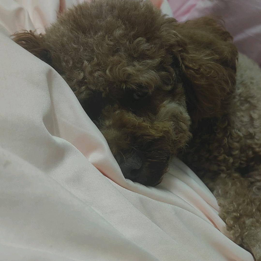无根树