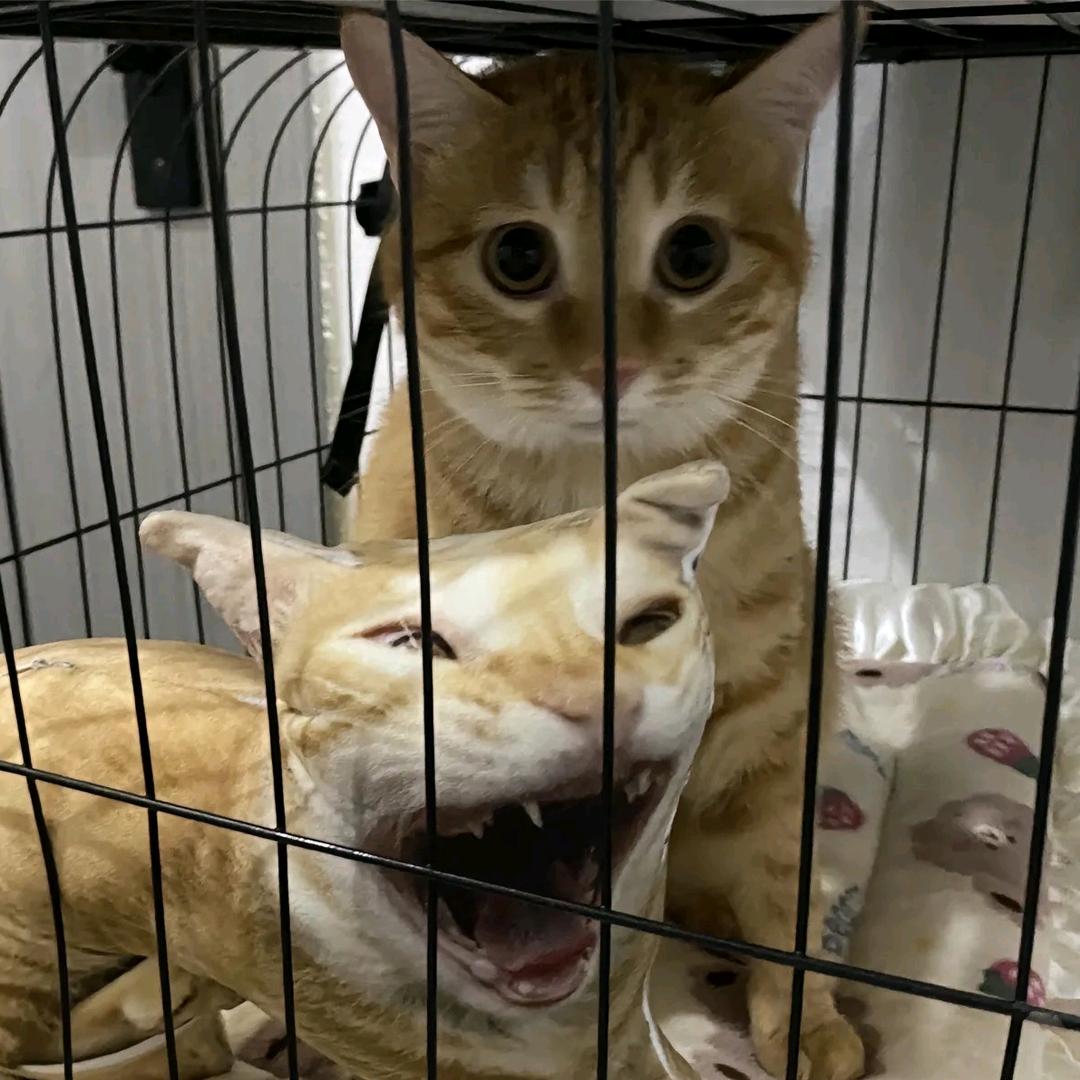 超级麦当当薯饼！