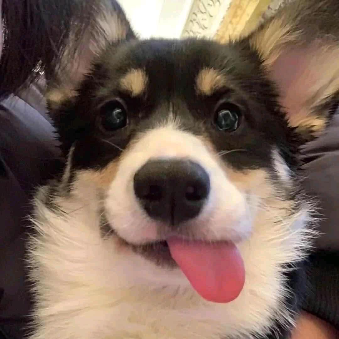 不会瞄准的瘤子