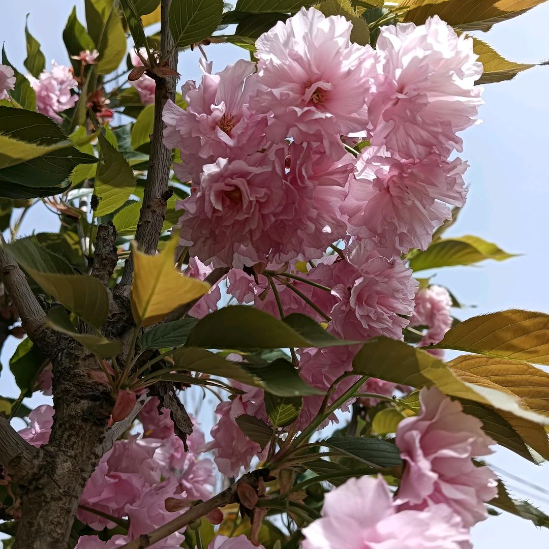 地球理发师
