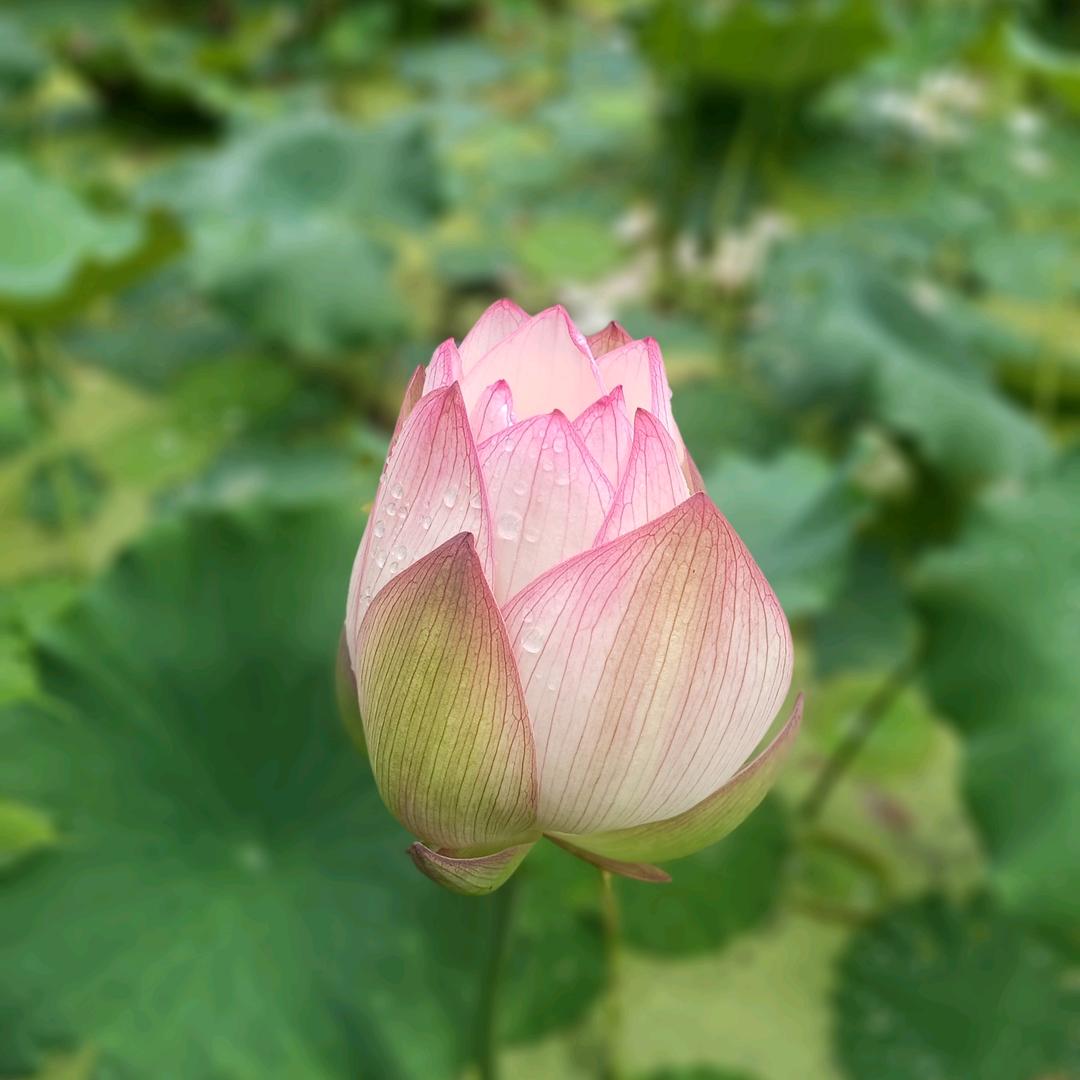 风雨后的飞翔