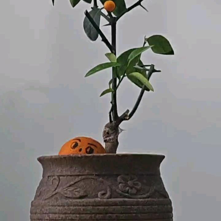石榴