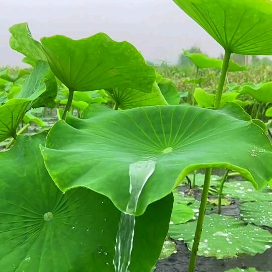 七哥户外