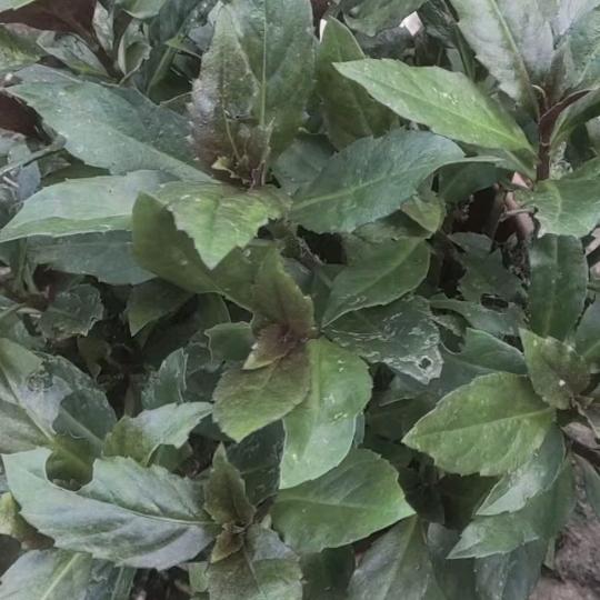 花果