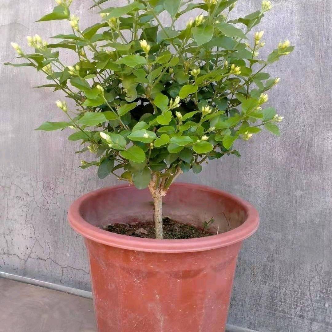 小阿程花卉园艺