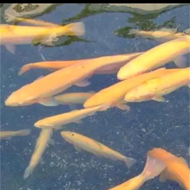 抚顺福之源山庄路亚垂钓基地