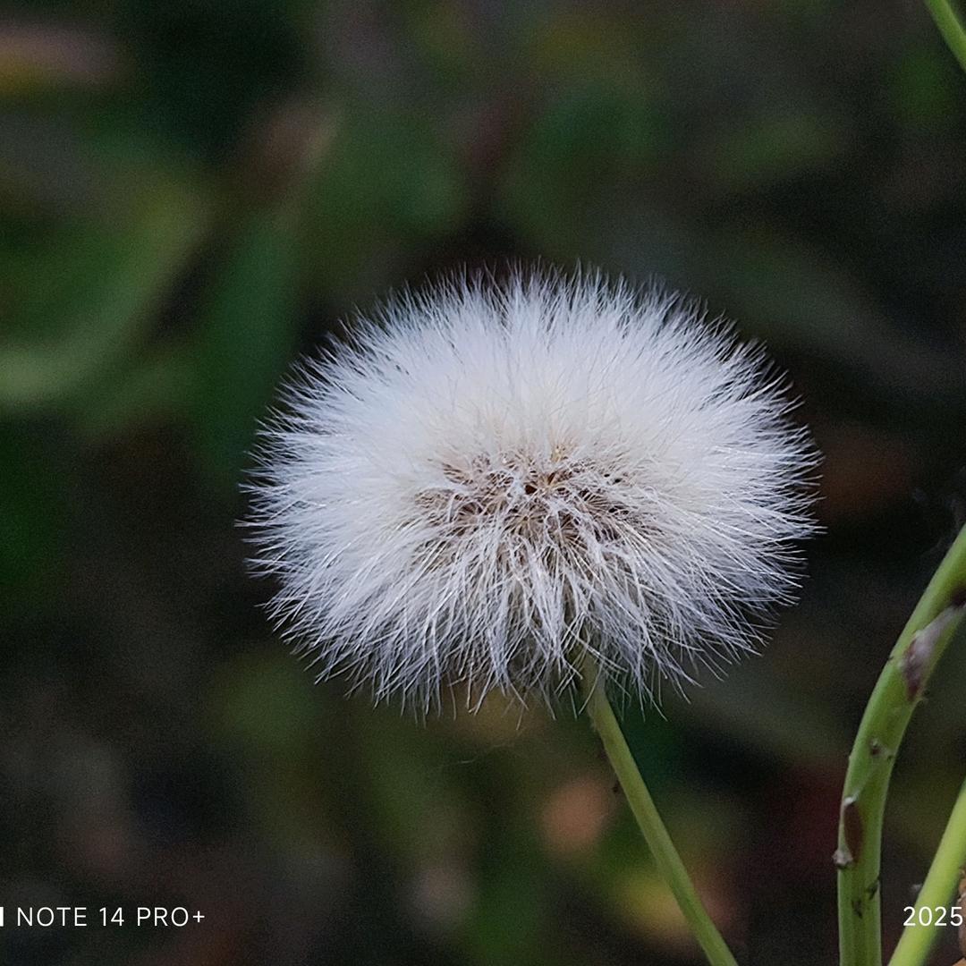 🔥虎牙妹（涂）