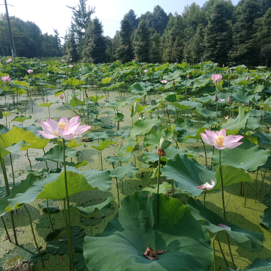 小飞日记