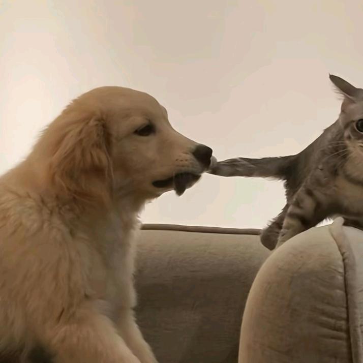 芝士年糕不加辣🧀