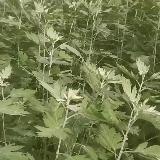 🐒艾叶
