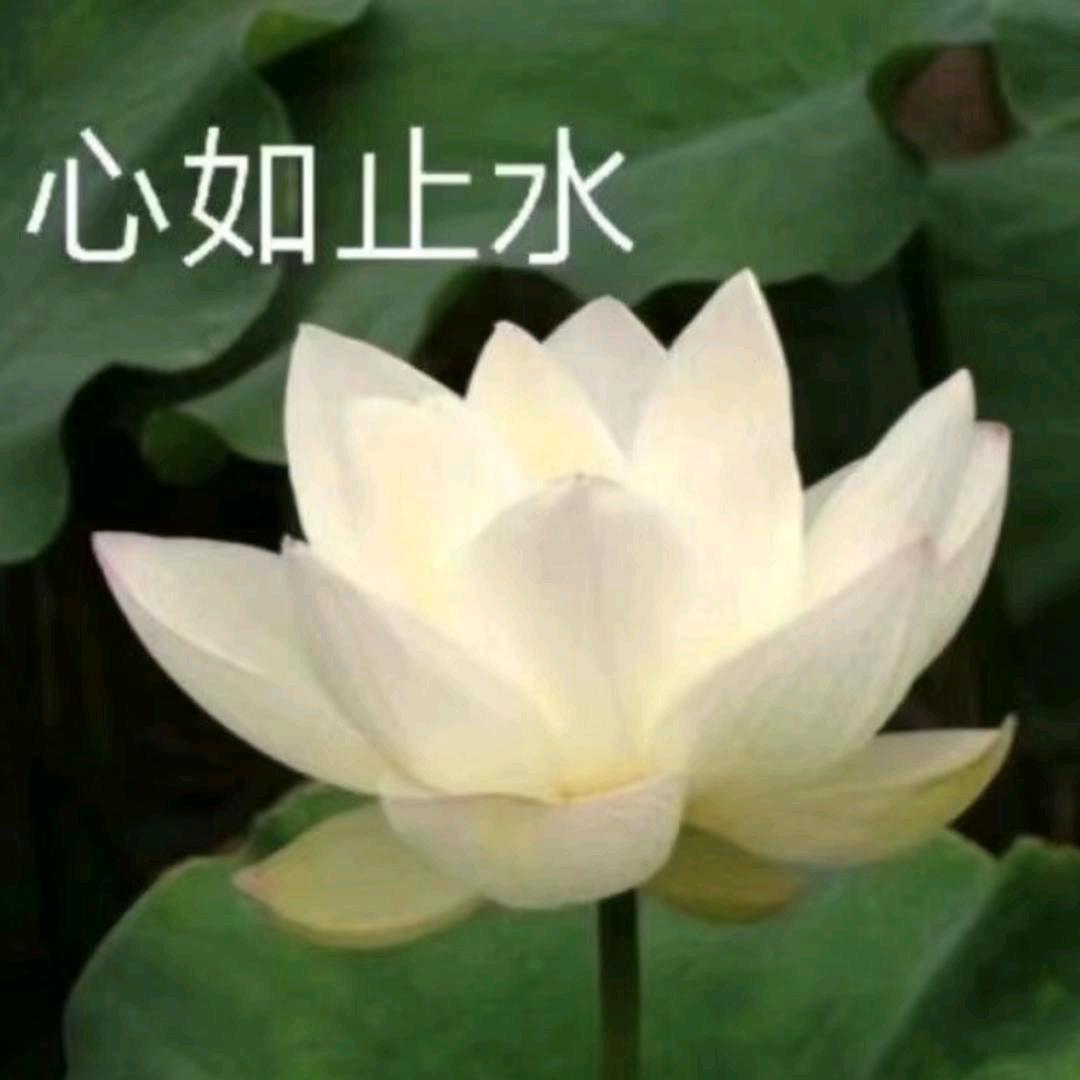 心如止水