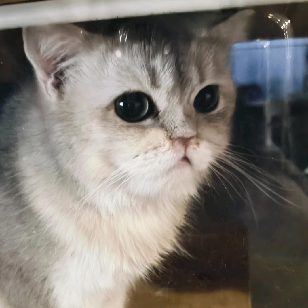 晓风残月。