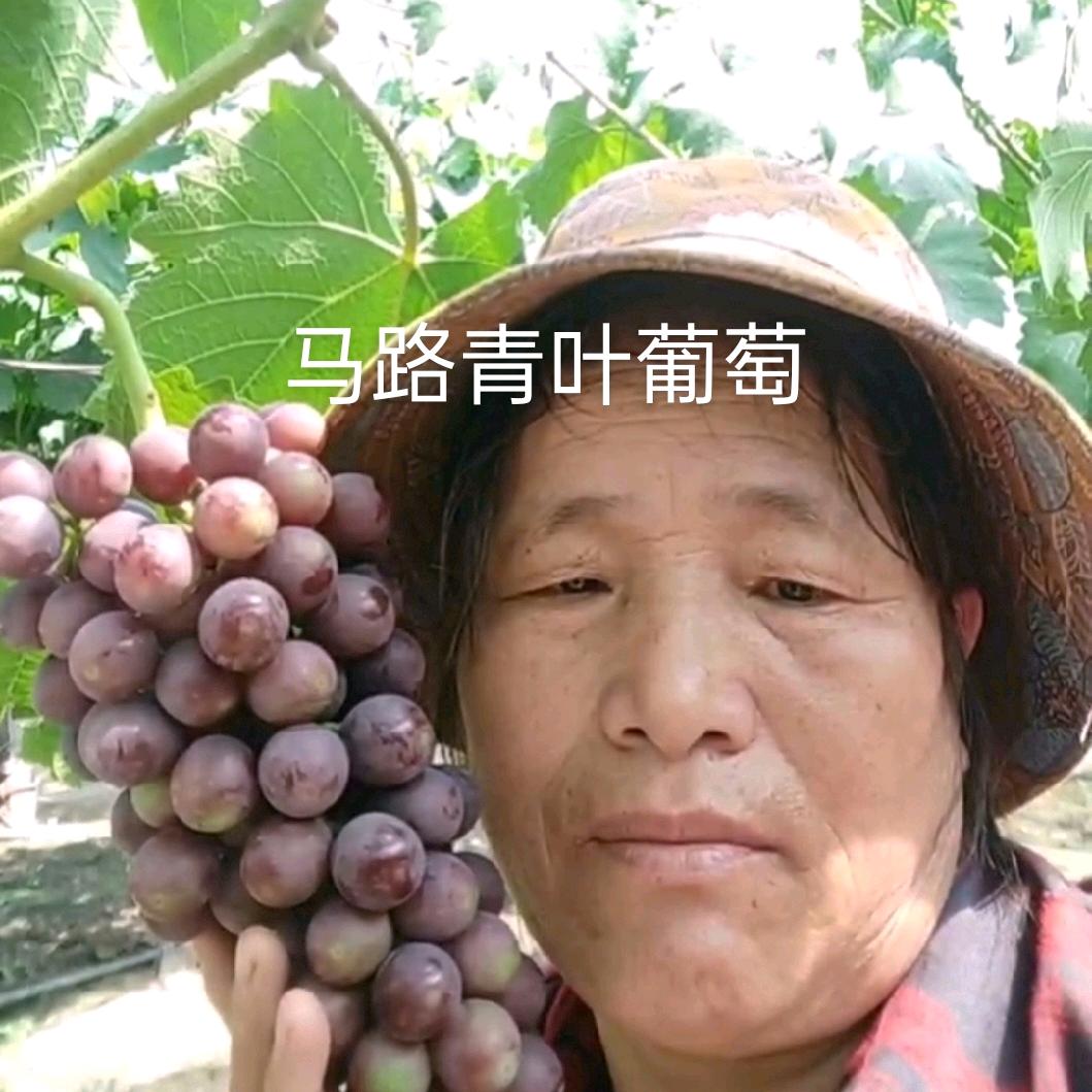 上海马陆青叶葡萄园