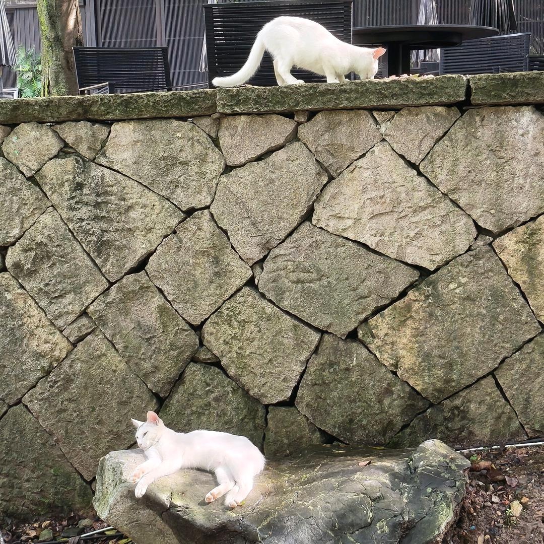 黄紫红