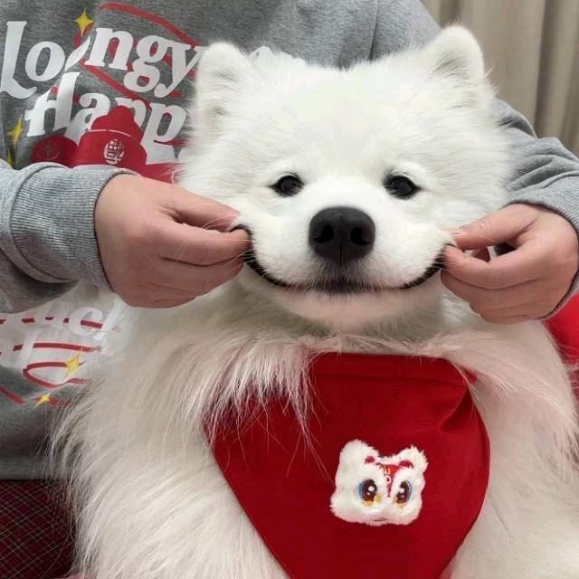 石大毛