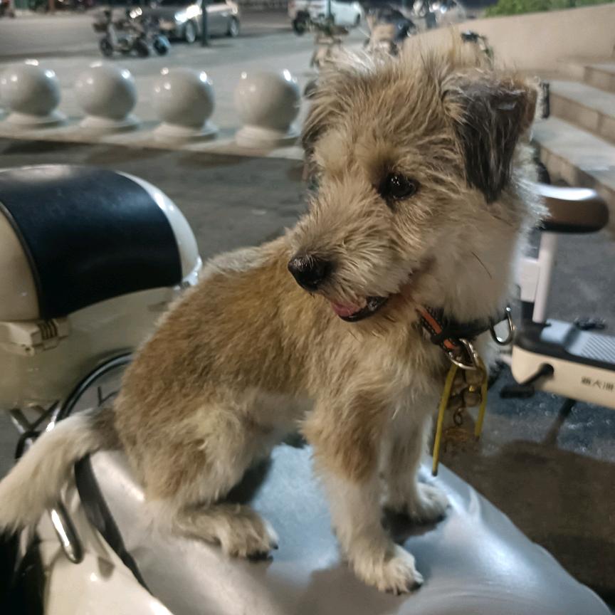 小小小虎乐乐德德（生日快乐）