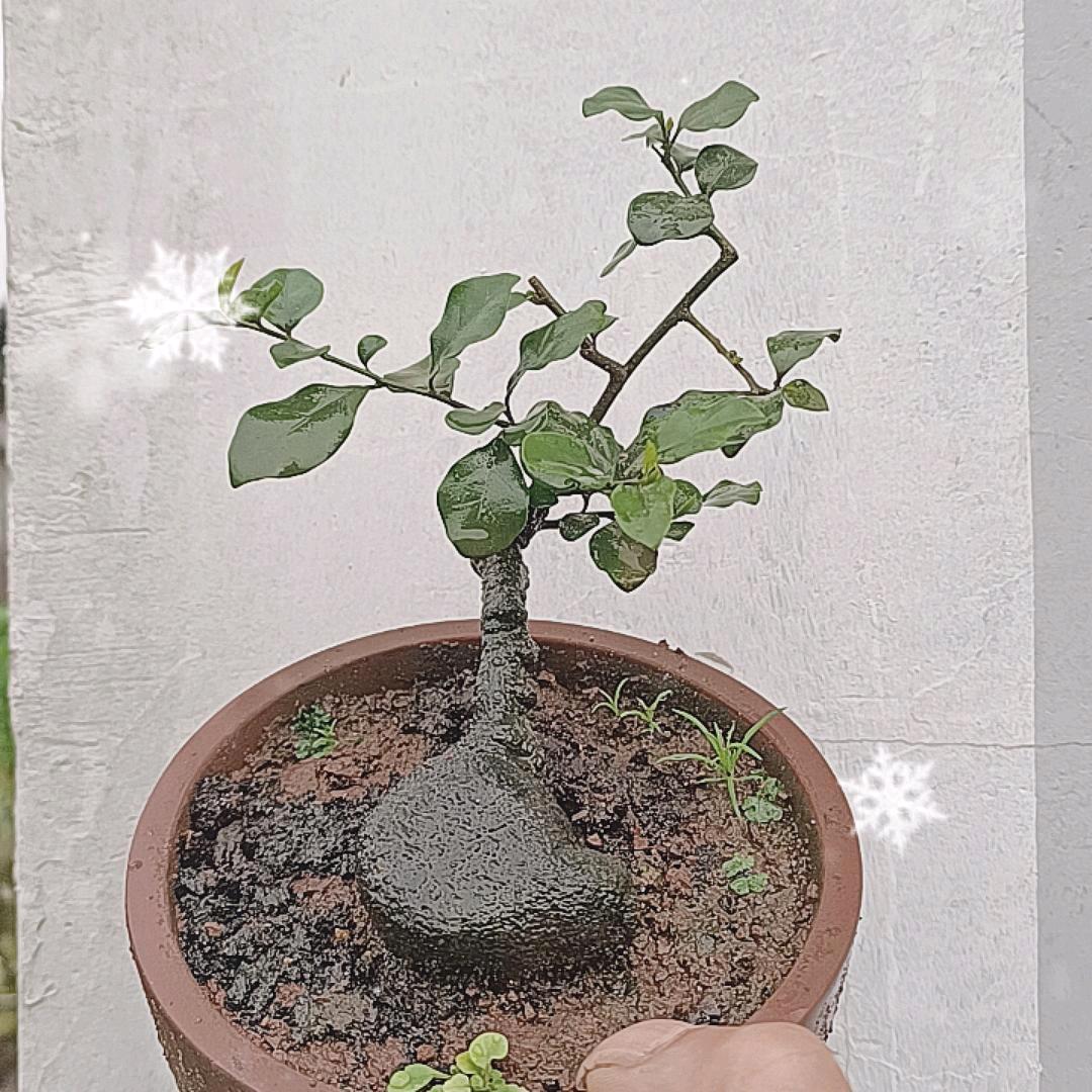 金弹子，种，养植园艺