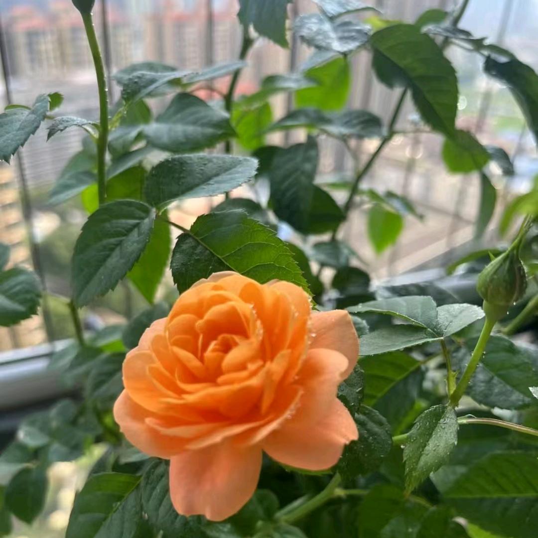 惊喜哟🥳