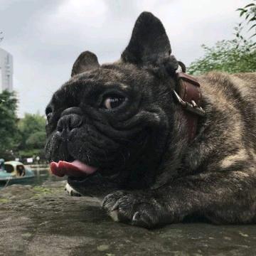 北门大桥达利特
