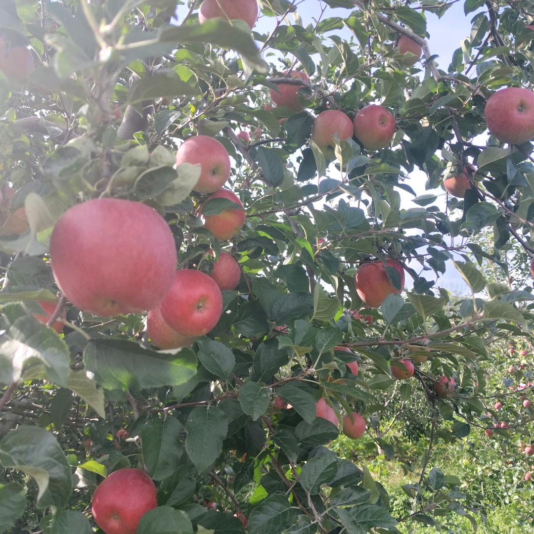 云南大山🍎代发