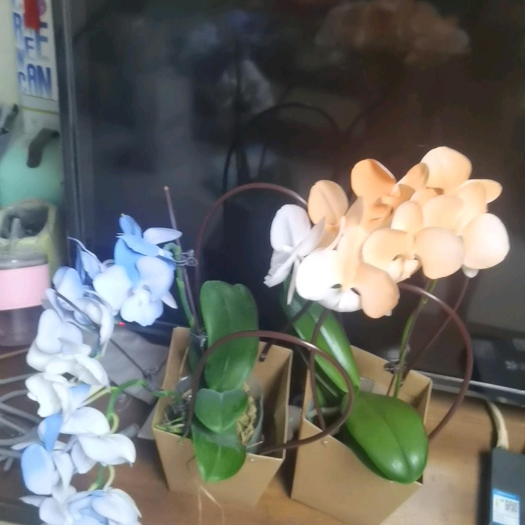 红宝马