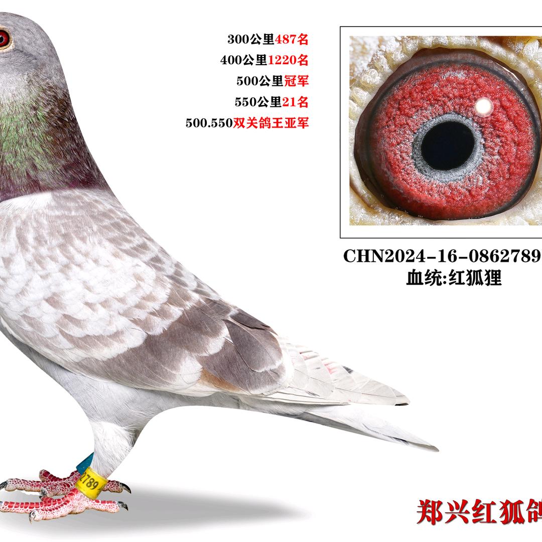 郑兴红狐鸽业③（红狐狸专业户）