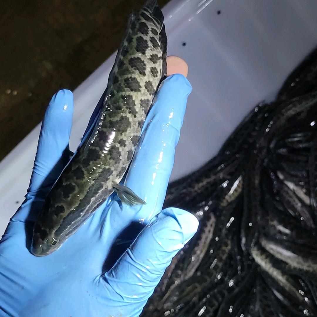 安徽皖北鱼苗孵化基地