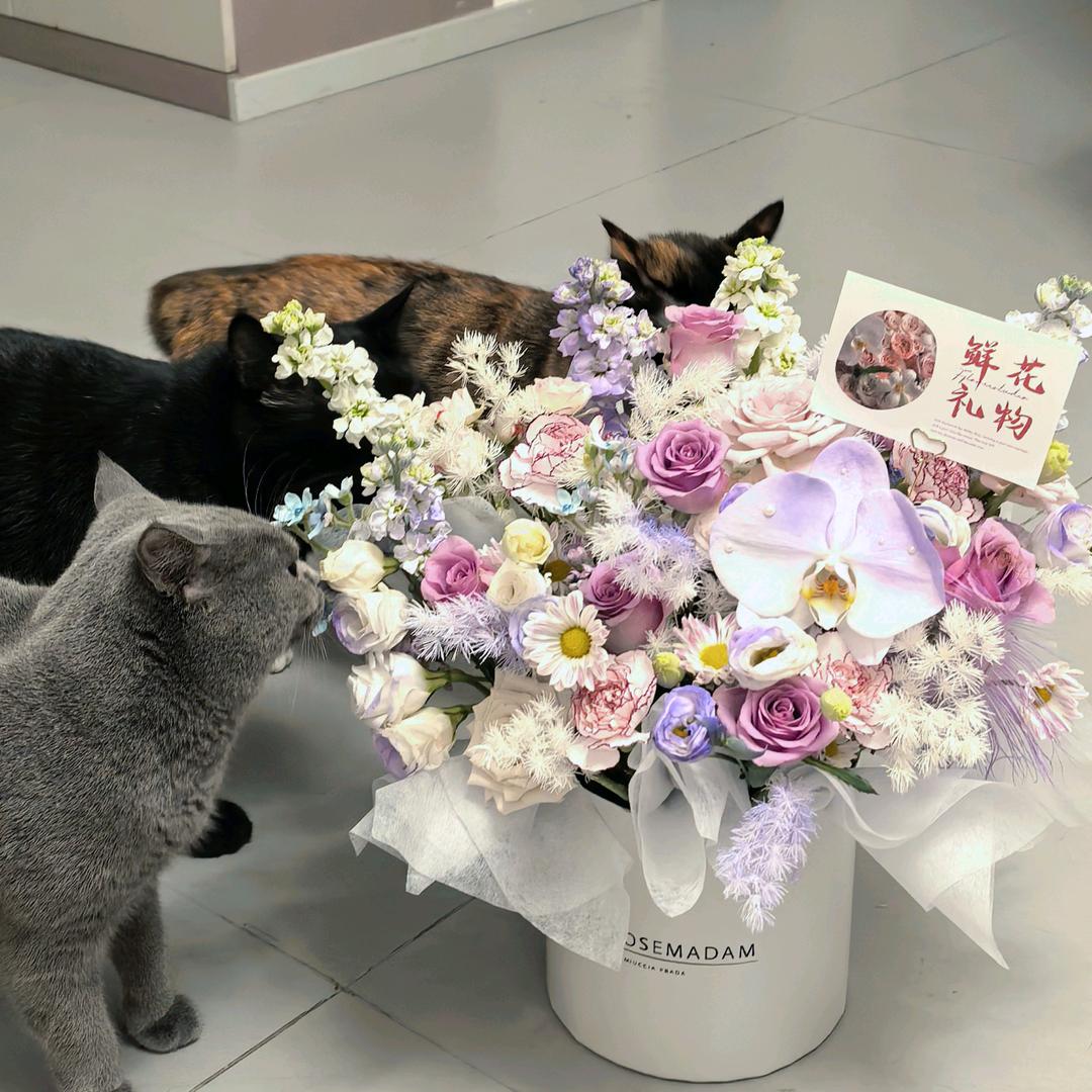 不是猫是喵ฅ(*`ω´*)ฅ