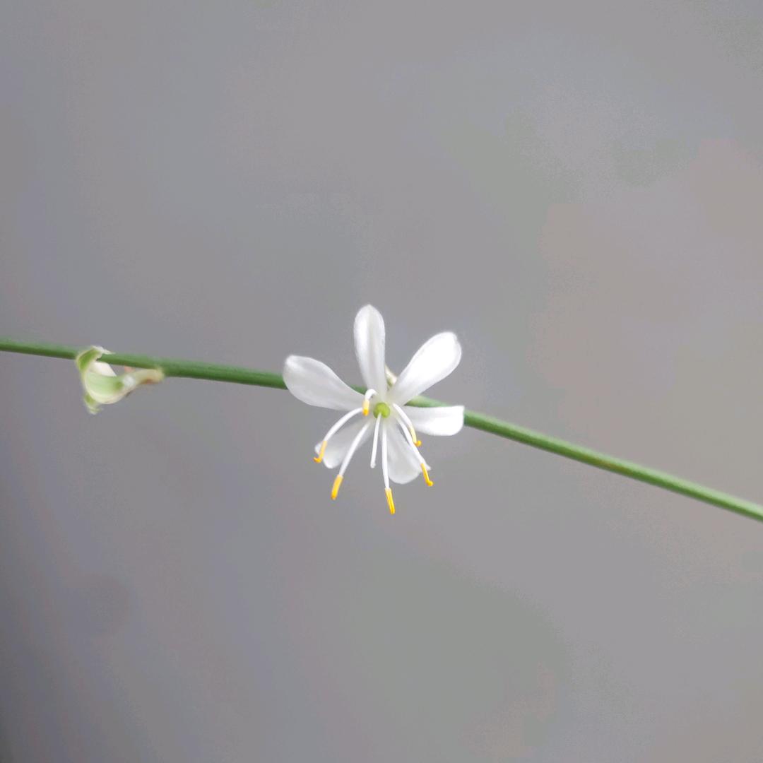 句子汽水