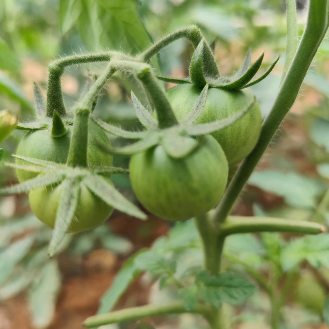 我住在小山村种菜