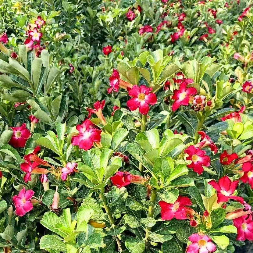 卉里拾花沙漠玫瑰盆栽