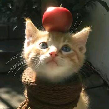 💜嘿嘿🐱💜