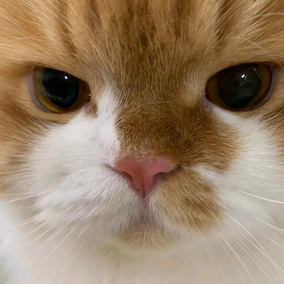 ⁽⁽ଘQQଓ⁾⁾头像