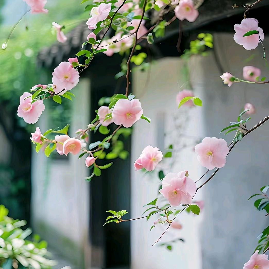 玖月短剧