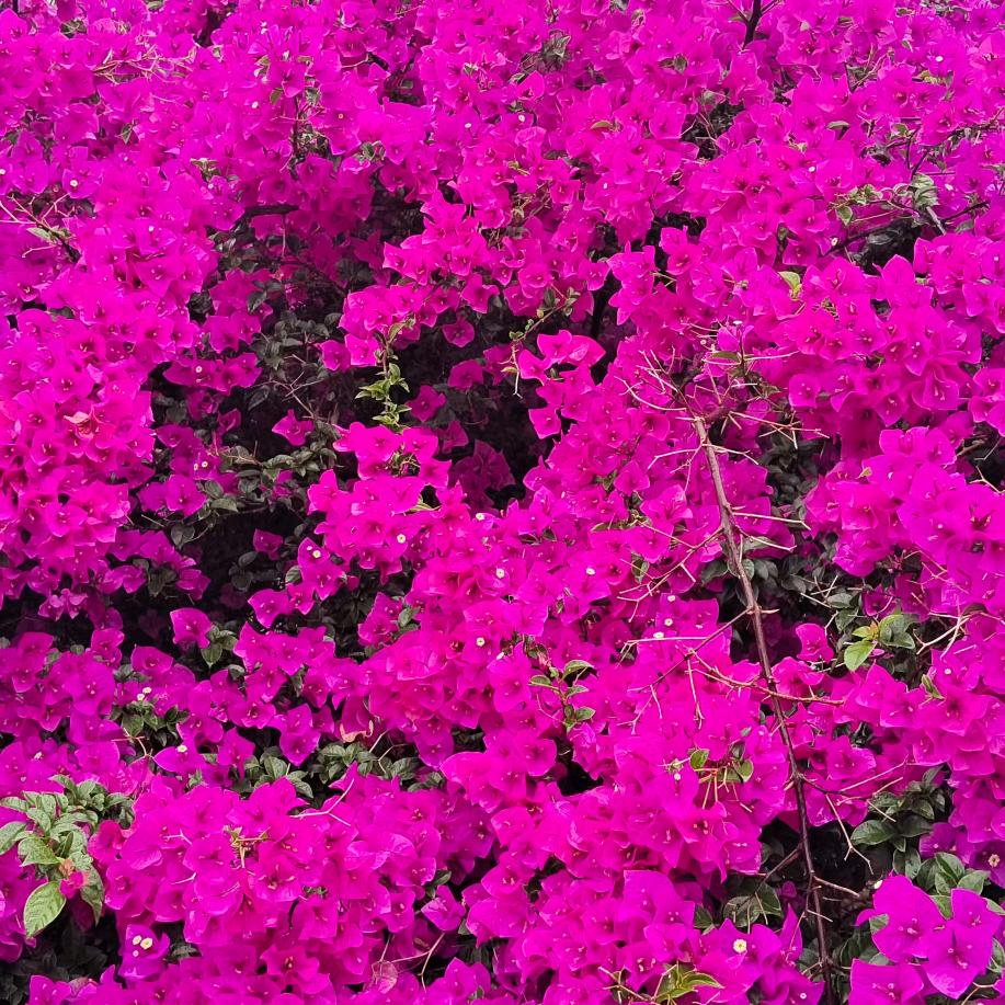 草本逢春