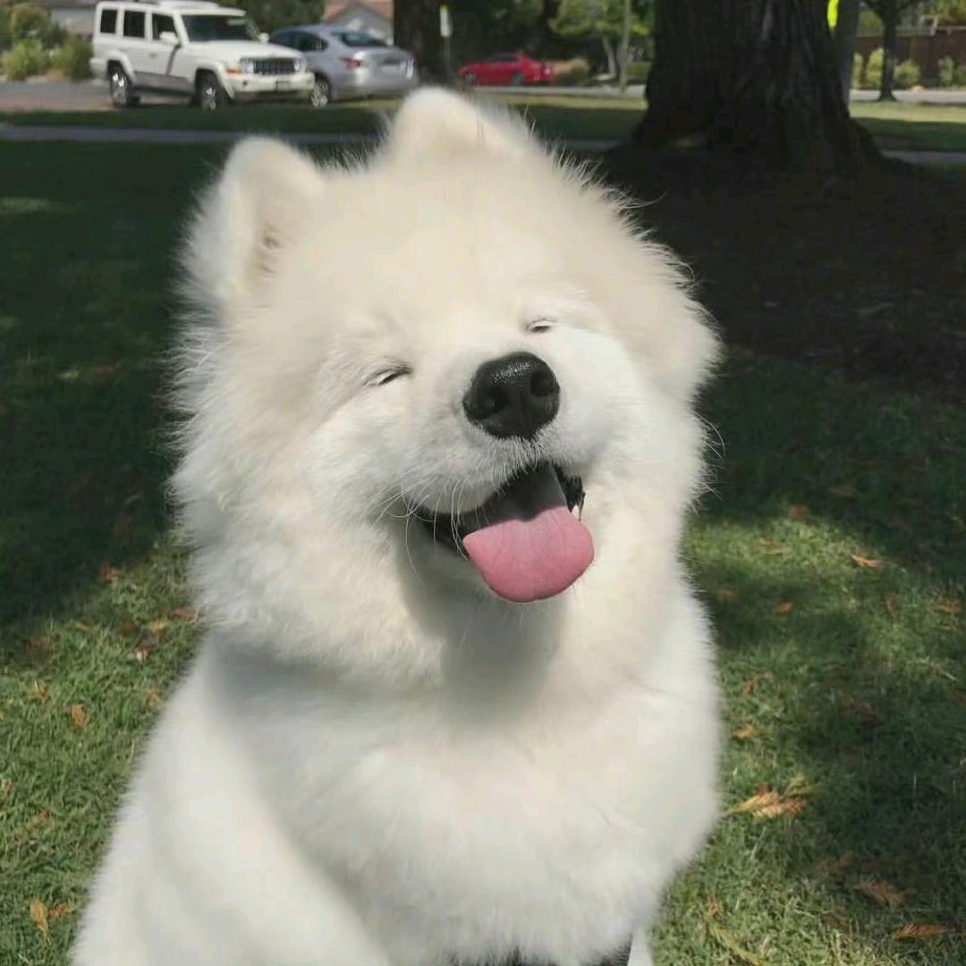 vv