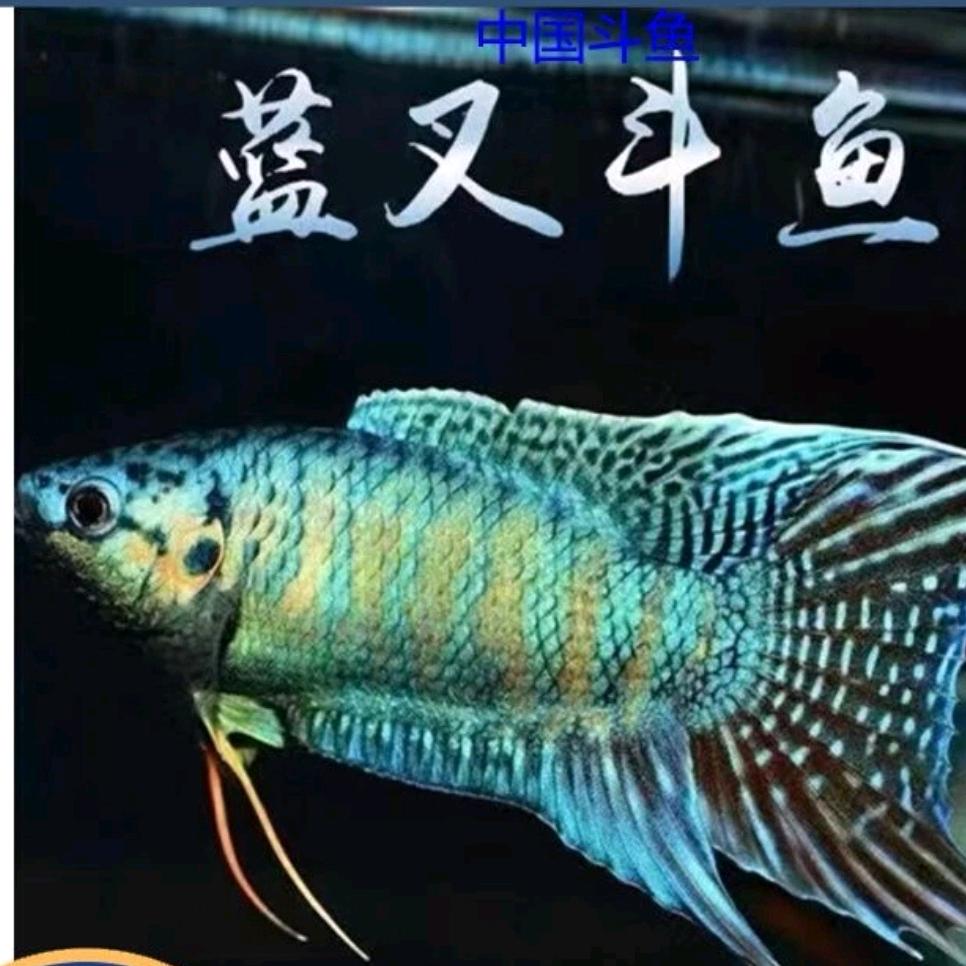 壹陆捌贰贰水族店