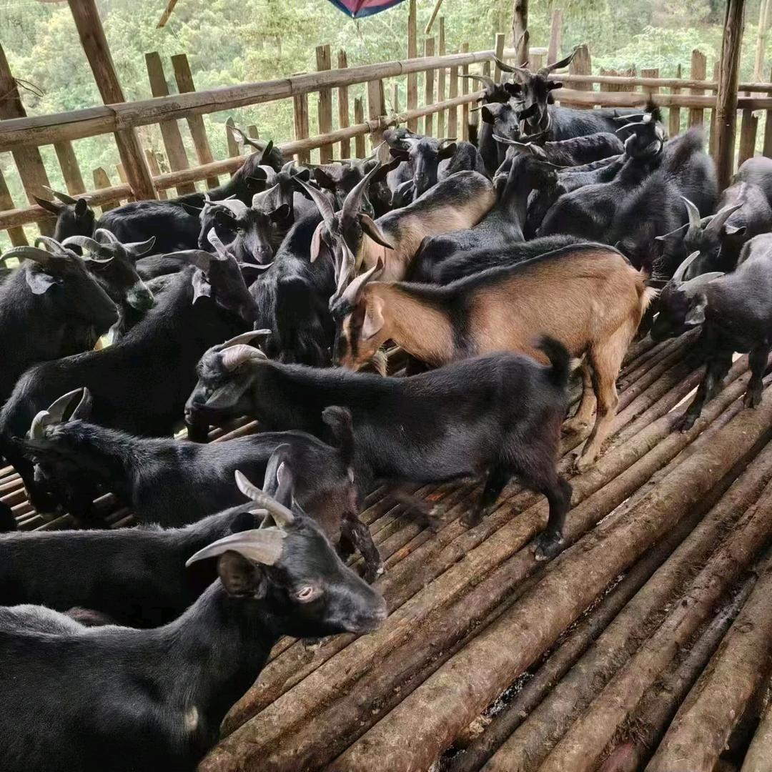 喜羊羊土味