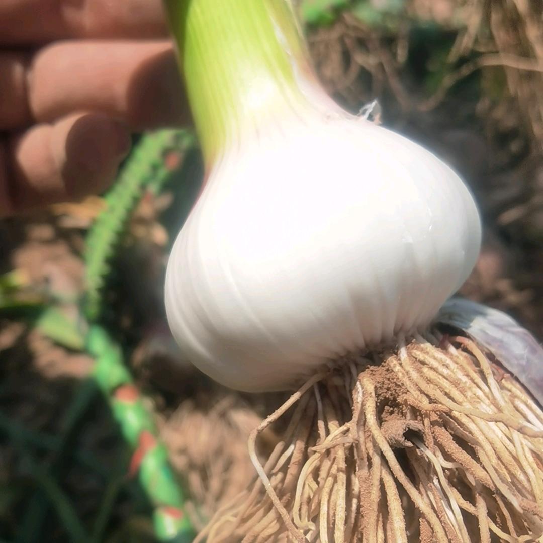 周口鲜蔬坊