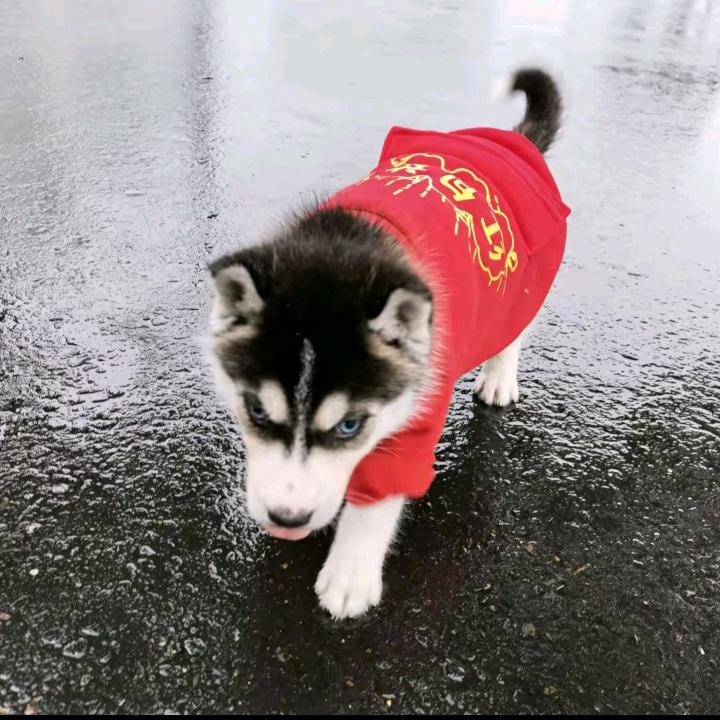 打狗棒