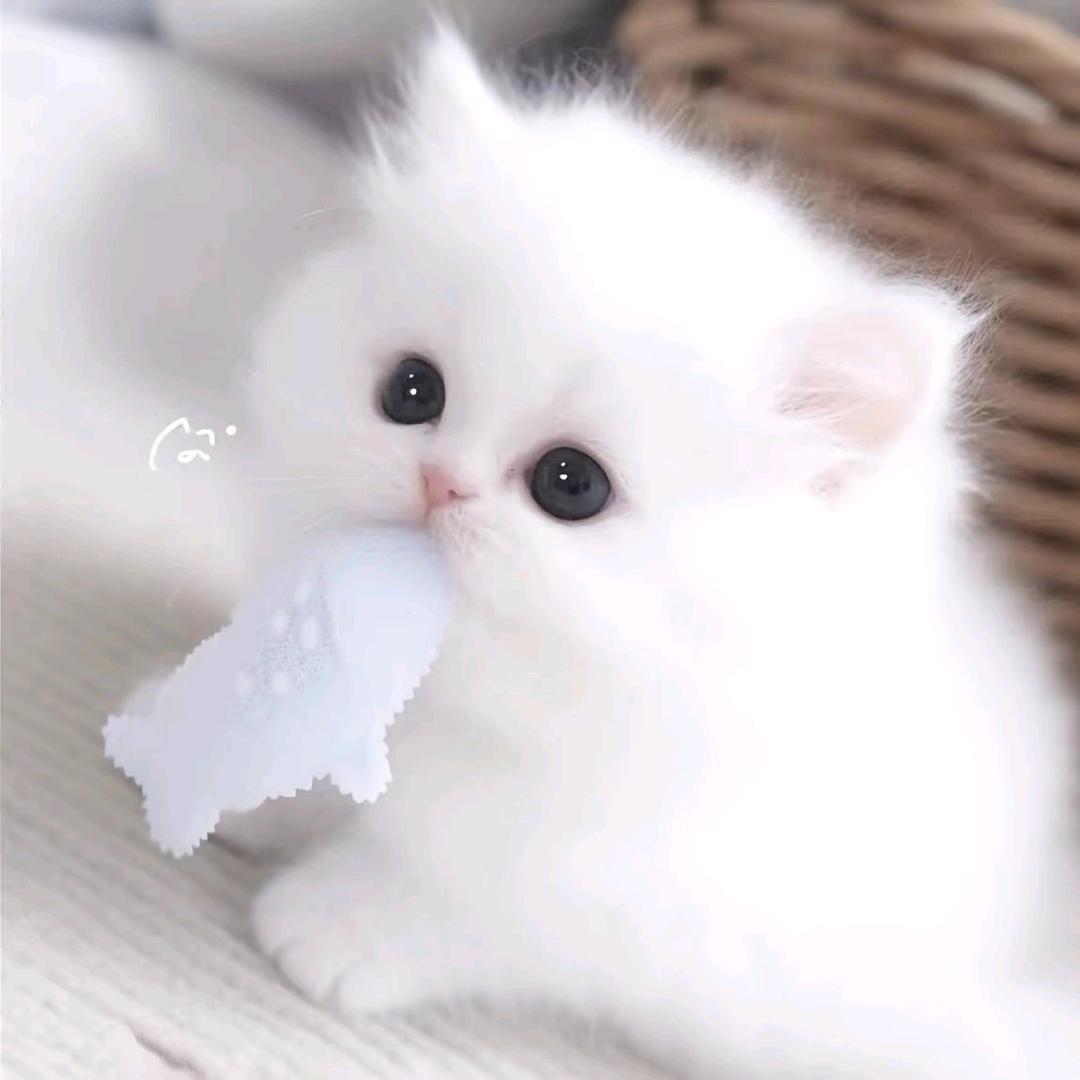 陈橙澄