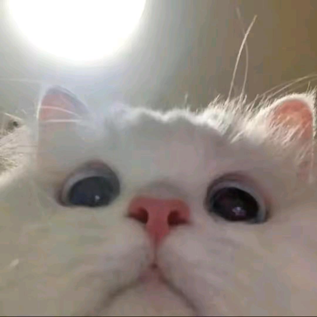 粥粥