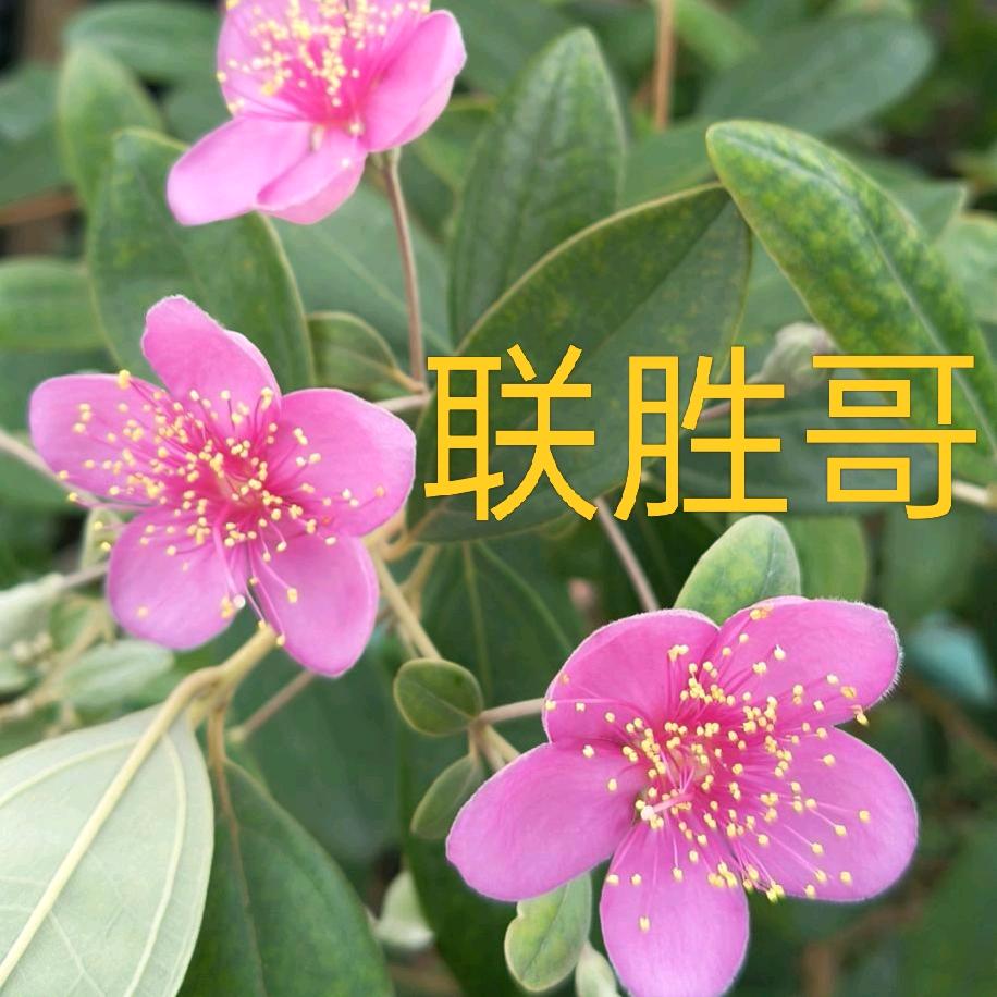 四季桃金娘(联胜哥)