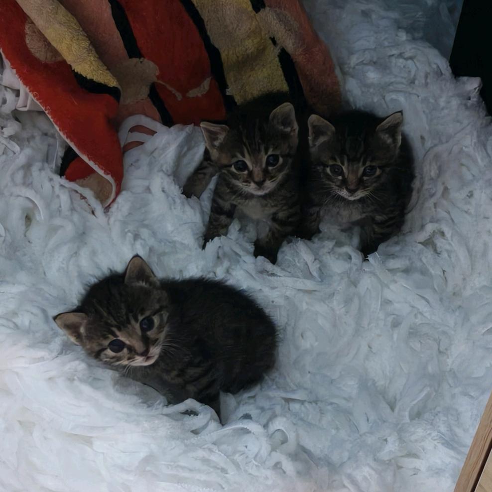 培均垭（寻找领养人）