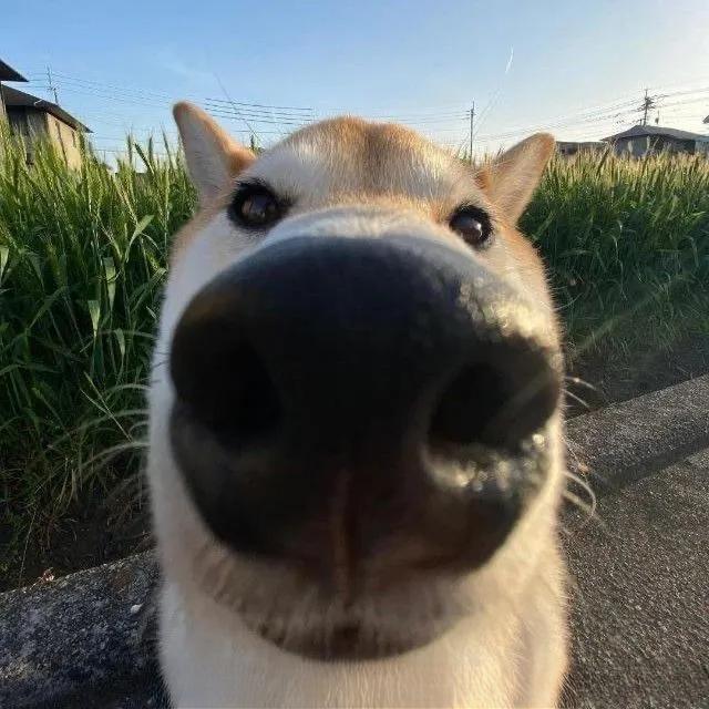 dooog