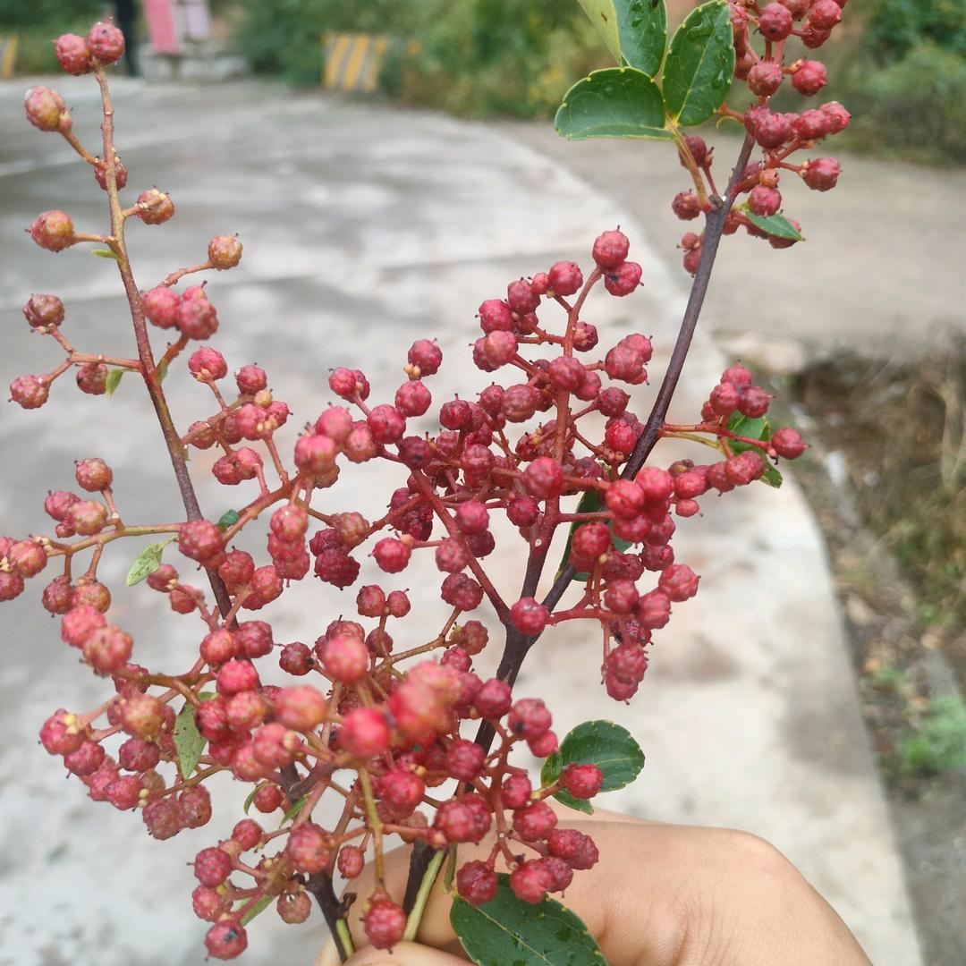 阿牛哥.