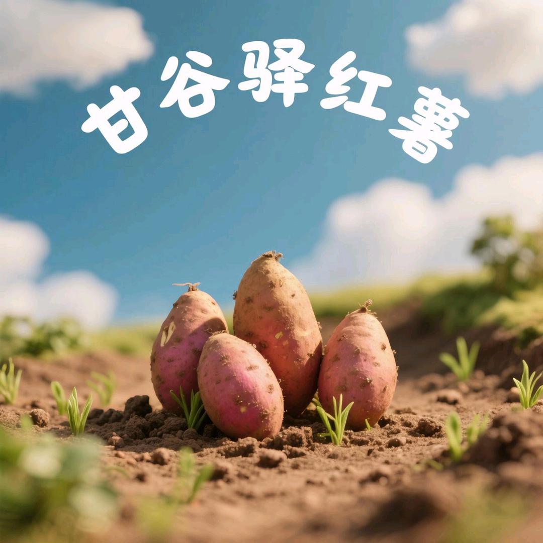 甘谷驿红薯