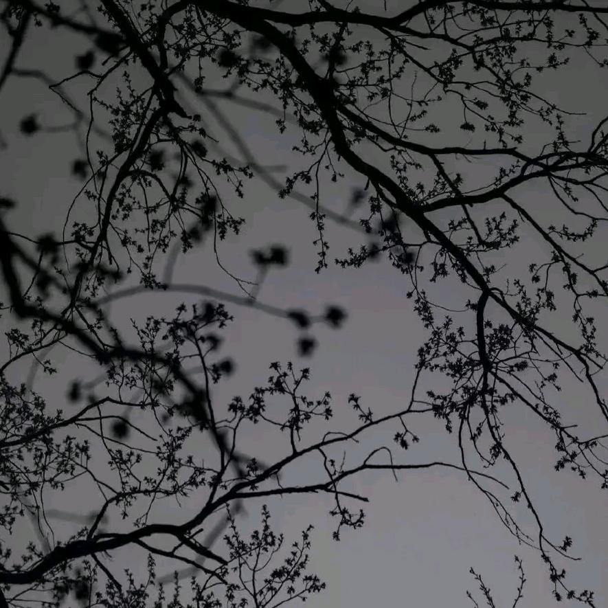 空心梧桐